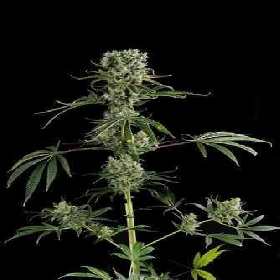 Moby Dick #2 > Dinafem Seeds